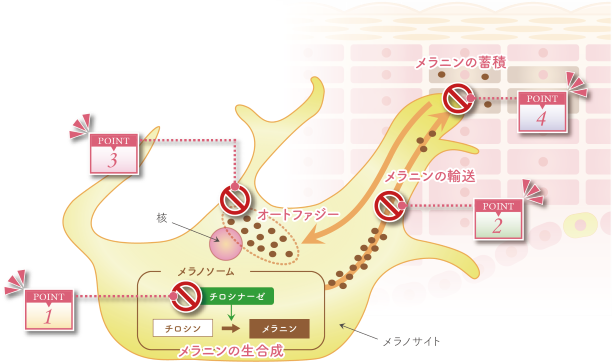 ヘキシル3-グリセリルアスコルビン酸