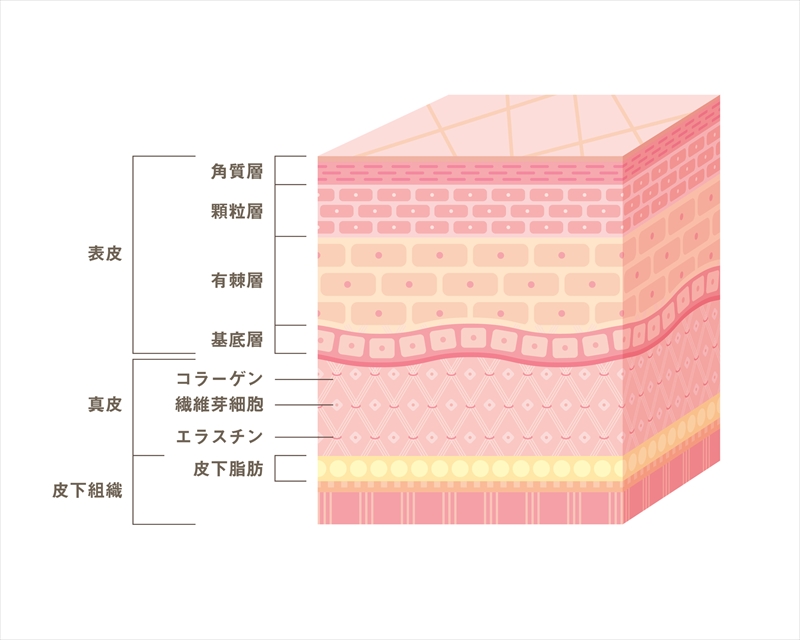 「表皮」「真皮」「皮下組織」の3つの層